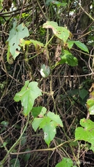 Passiflora adenopoda