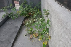 Solanum lycopersicum