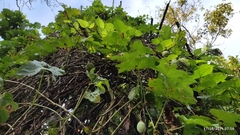 Passiflora adenopoda