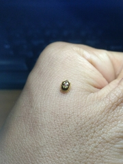 Charidotis gemellata