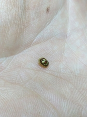 Charidotis gemellata