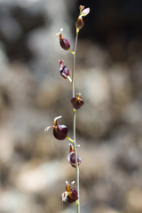 Streptanthus glandulosus glandulosus