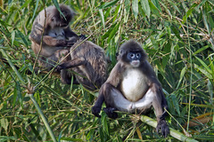 Trachypithecus phayrei