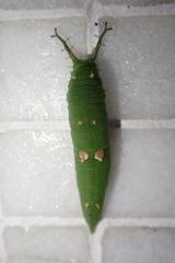 Hestina assimilis