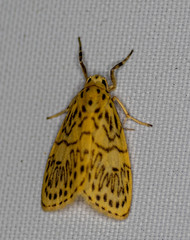 Pseudobarsine bombdilensis