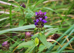 Prunella vulgaris