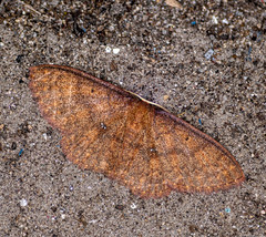 Discoglypha hampsoni