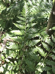 Rumohra adiantiformis