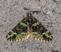 Apithecia viridata