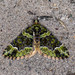 Apithecia viridata - Photo (c) Bon Pradhan, some rights reserved (CC BY-NC), uploaded by Bon Pradhan