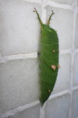 Hestina assimilis