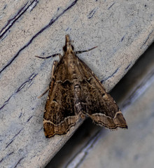 Diplopseustis