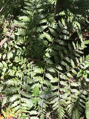 Rumohra adiantiformis