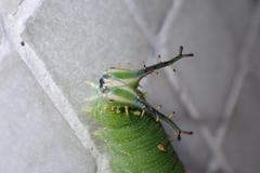 Hestina assimilis