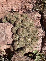 Escobaria chihuahuensis