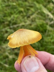 Hygrocybe quieta
