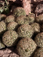 Escobaria chihuahuensis