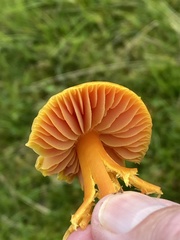 Hygrocybe quieta