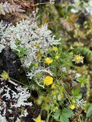 Potentilla anglica