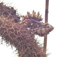 Pseudocreobotra wahlbergi