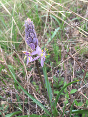 Camassia angusta
