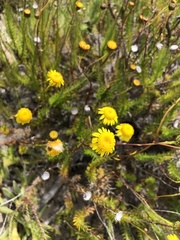 Senecio pillansii