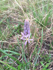Camassia angusta