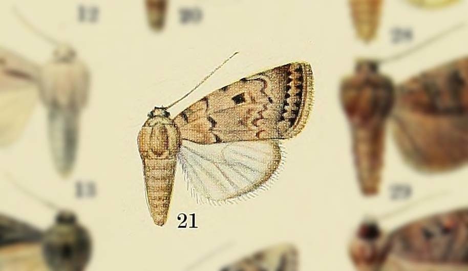 Dichagyris eremicola