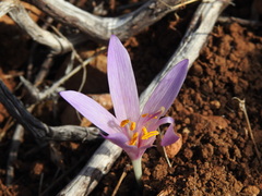 Colchicum lusitanum