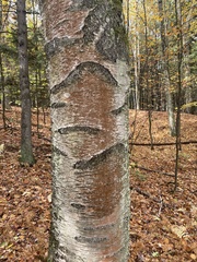 Trentepohlia umbrina