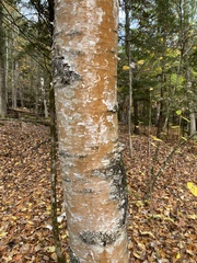 Trentepohlia umbrina