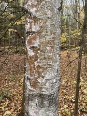 Trentepohlia umbrina