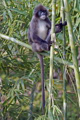 Trachypithecus phayrei