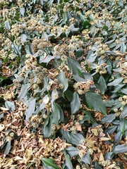 Hedera