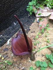 Typhonium roxburghii