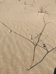 Phyllanthus warnockii