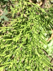 Colletia spinosissima