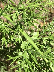 Colletia spinosissima