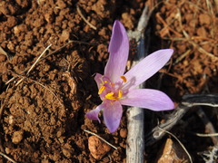 Colchicum lusitanum