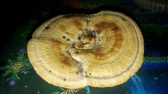 Trametes