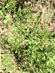 Colletia spinosissima