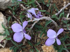 Viola arborescens