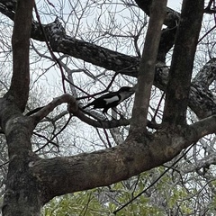 Myrmecocichla arnotti