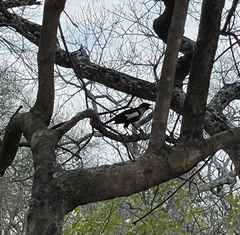 Myrmecocichla arnotti