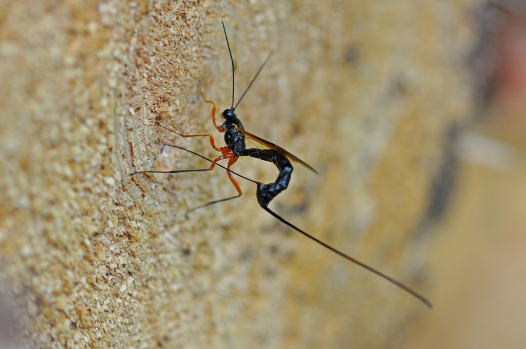 Dolichomitus