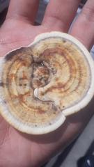 Trametes