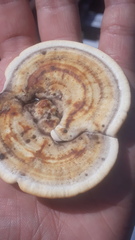 Trametes