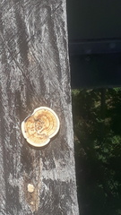 Trametes