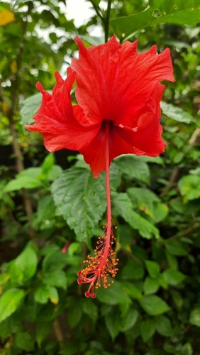 Red Hibiscus