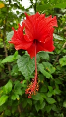 Hibiscus × archeri